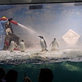 樂於玩冰的企鵝們