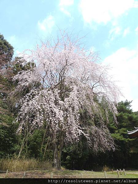 DAY2-醍醐寺074