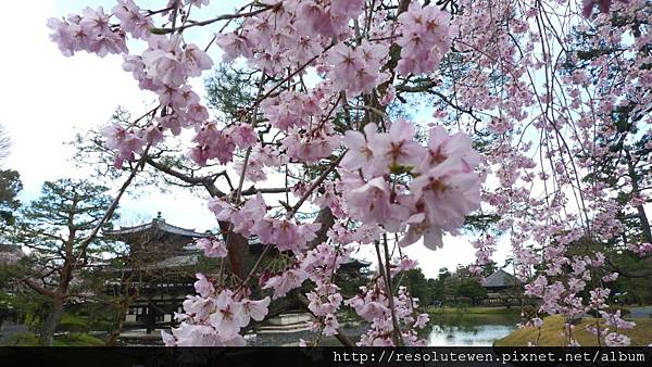 DAY3-宇治.平等院.中村藤吉41