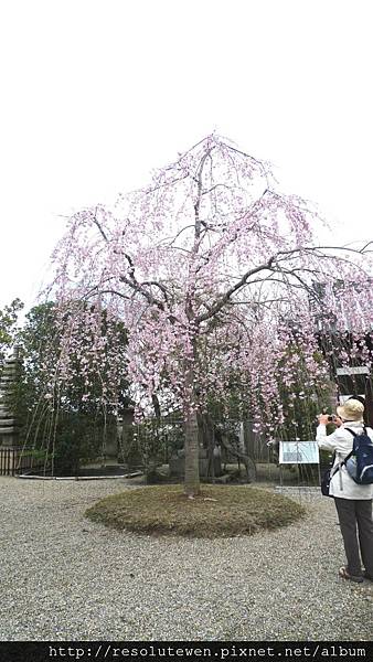 DAY3-宇治.平等院.中村藤吉67