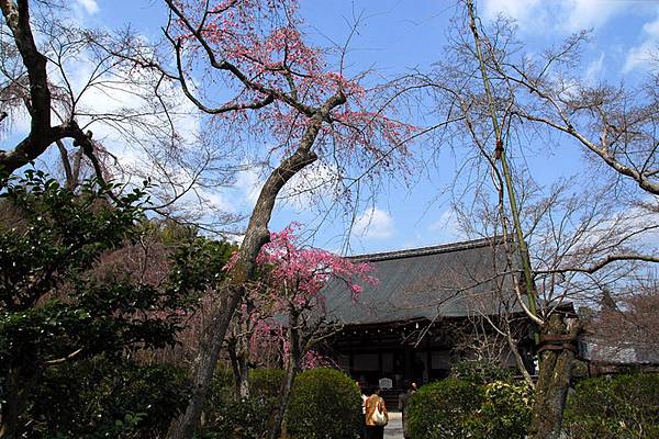 800px-Tenryu-Ji_Sakura.jpg