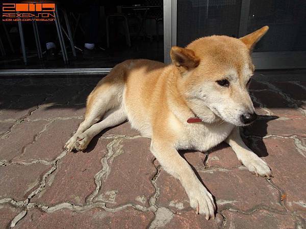 19 貓犬寫真 19 140 店犬 足好呷羊肉 Jpg Rexedson 的相簿 痞客邦 19 貓犬寫真 19 140 店犬 足好呷羊肉 Jpg Rexedson 的相簿 痞客邦