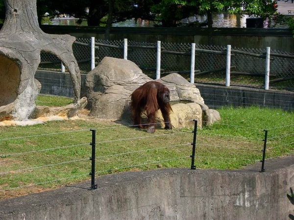 調整大小猩猩樂園.JPG