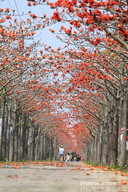 台南 白河 全台最美的木棉花道在這裡啦 林初埤木棉花道 跟隨趨勢 旅行 攝影 美食筆記 痞客邦