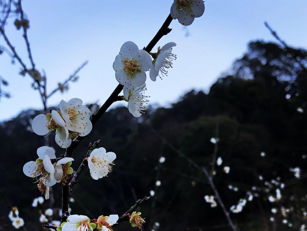 20190112_IMG_2946.JPG 20190112_IMG_2946.JPG