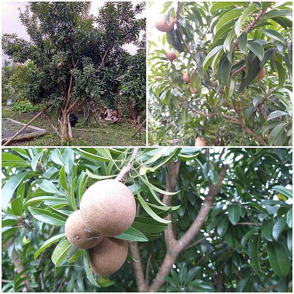 人心果.jpg 人心果.jpg