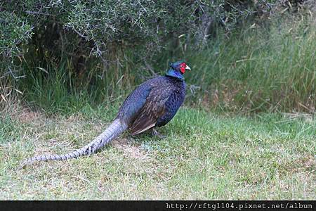 NZ South-3_096