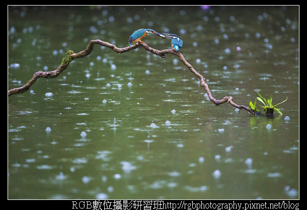 11風雨見真情.jpg