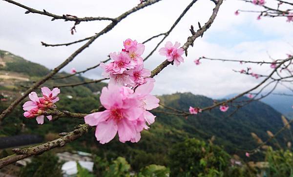 DSC_1385 DSC_1385
