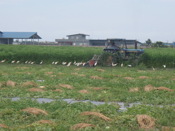 一排的懶鳥兒