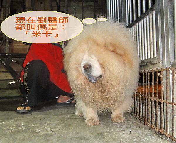 官老爺的鬆獅犬家族