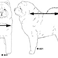 CHOW-10 身軀