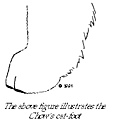 CHOW-12 足趾