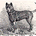 1880年的母鬆獅.jpg