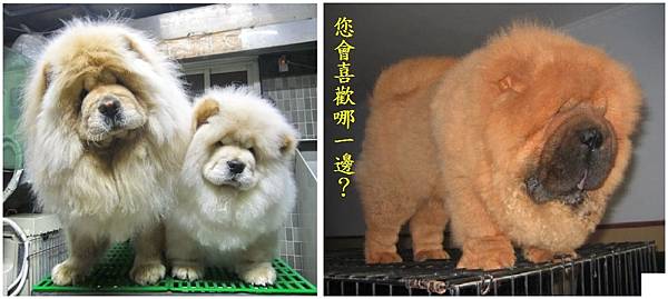 您會喜歡哪一邊.jpg 您會喜歡哪一邊.jpg