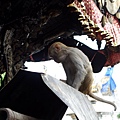 Kathmandu-Swayambhunath