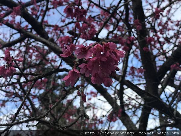 2018草坪頭櫻花花瓣 (2).JPG