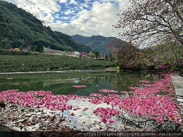 2022草坪頭櫻花 (16).jpg