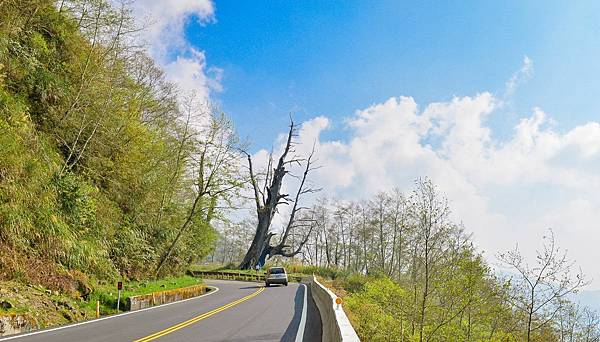 新中橫 玉山景觀公路 夫妻樹