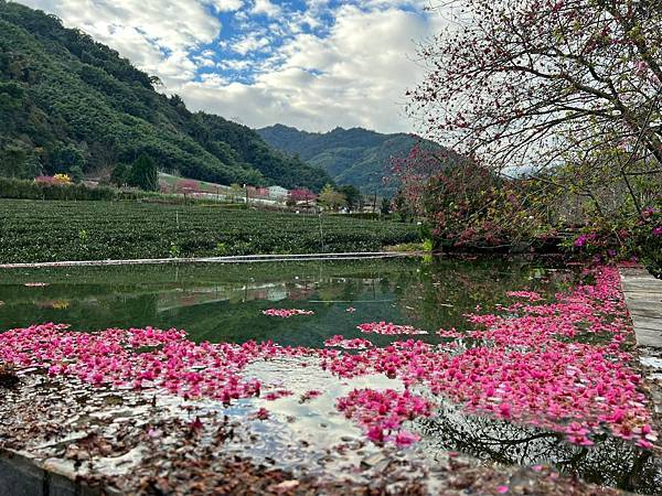 草坪頭櫻花 玉山東埔帝綸 攝.jpg