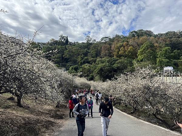 信義鄉梅園最新花況1230