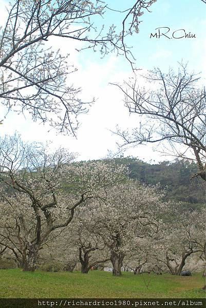 10201-柳家梅園096R