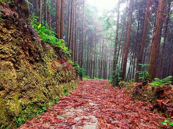 🏡南庄高視野森林美地(C)