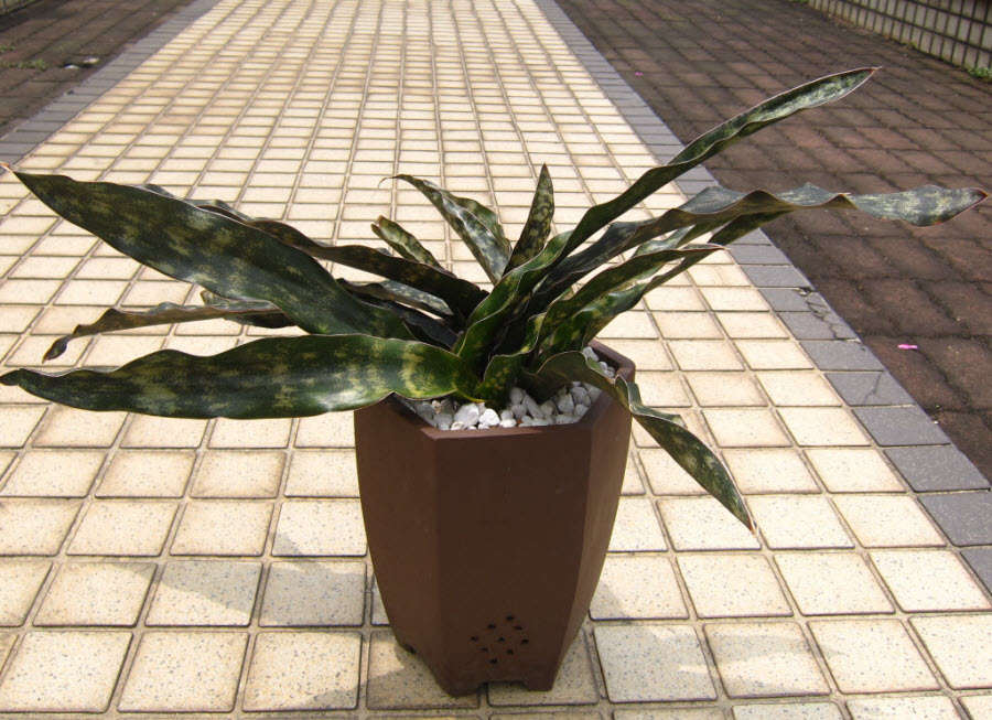 25_sansevieria kirkii var. pulchra_1.JPG