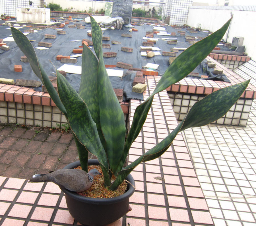 29_Sansevieria Masoniana Congo_1.JPG