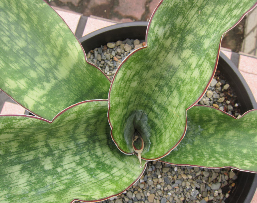 28_Sansevieria Mafinga Zillion_2.JPG