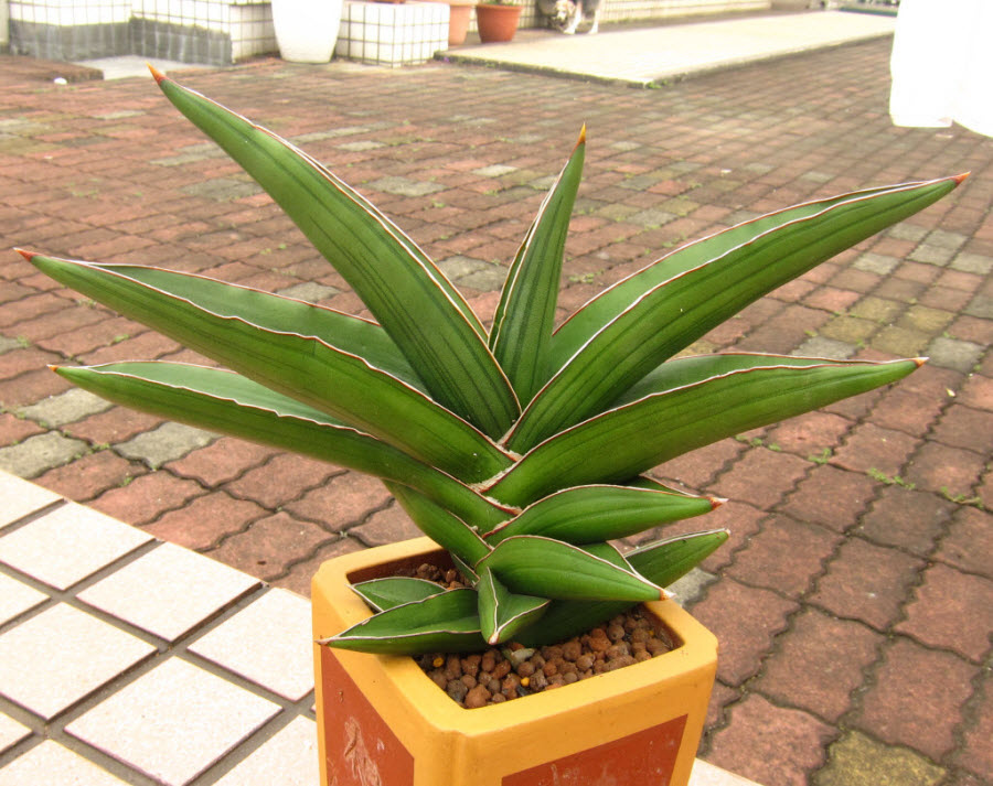 44_Sansevieria Ehrenbergii 'Samurai Dwarf'_1.JPG