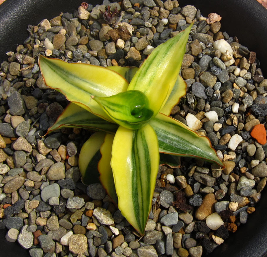 52_Sansevieria patens variegata_1.JPG