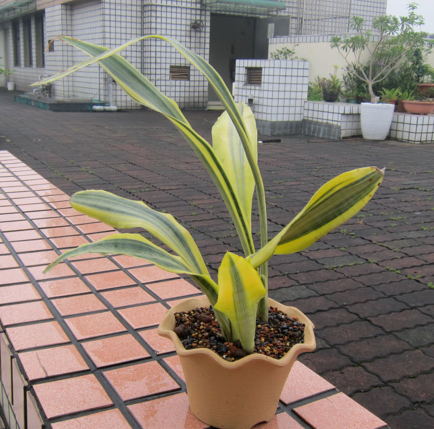 24_Sansevieria guineensis variegata_1.JPG