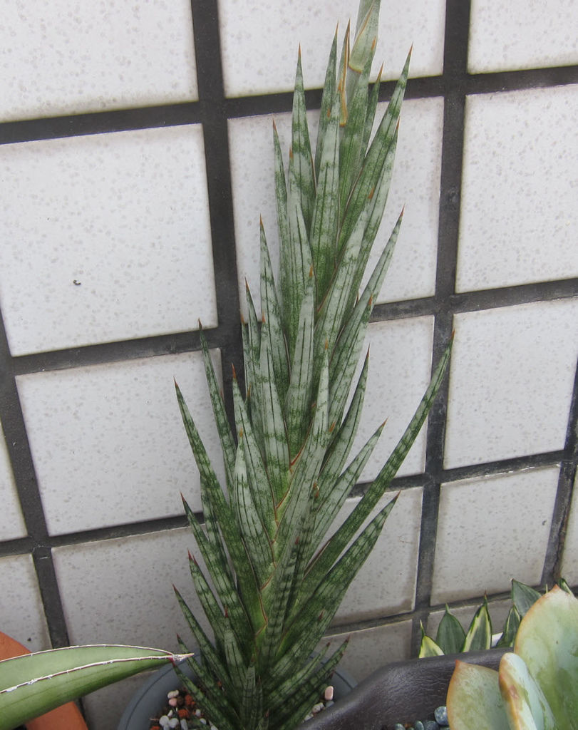 37_Sansevieria Francisii_1.JPG