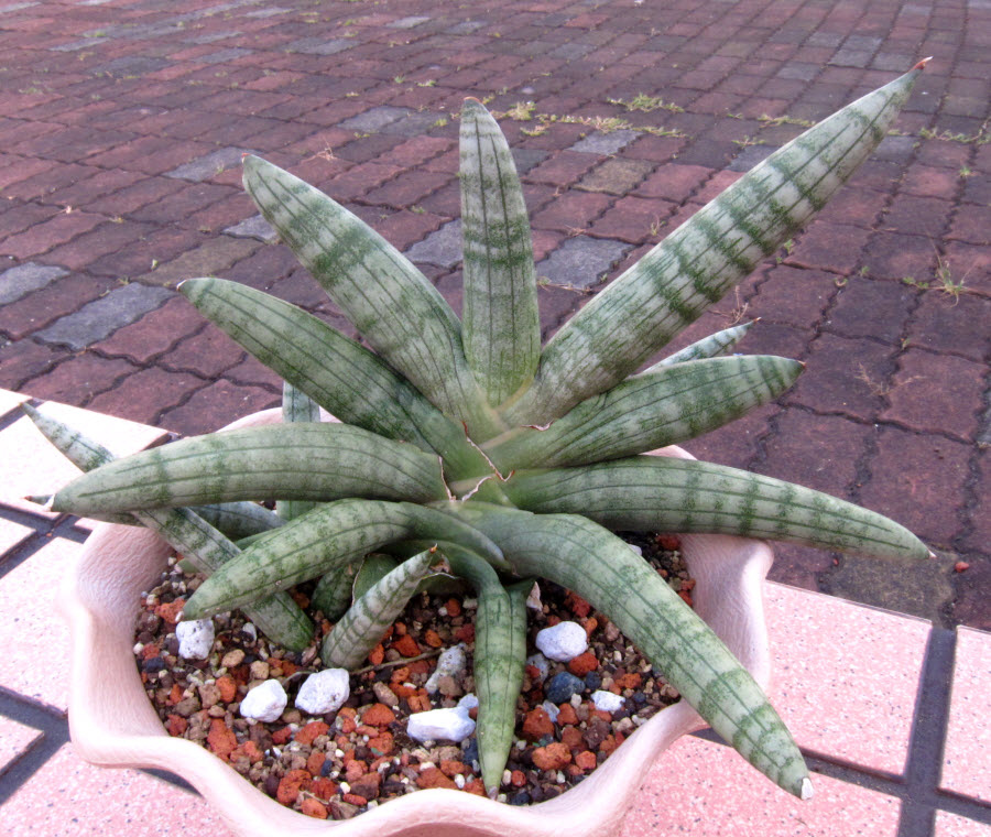 虎尾蘭 佛手sancevieria Boncel 轉轉龜的養肉趣 痞客邦