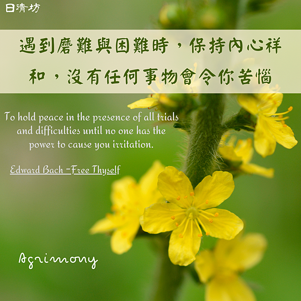你有偶包嗎 打開面具的龍芽草 日清坊rich Healing 身心靈療癒室 心清意定 日月麗天 痞客邦