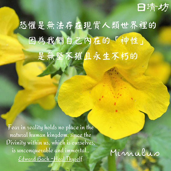 202200909_溝酸漿 Mimulus_花精諮詢_日清坊.png