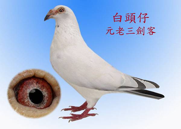 白頭 李巴克 白頭 李巴克
