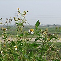 麻豆河堤步道旁雜草深景