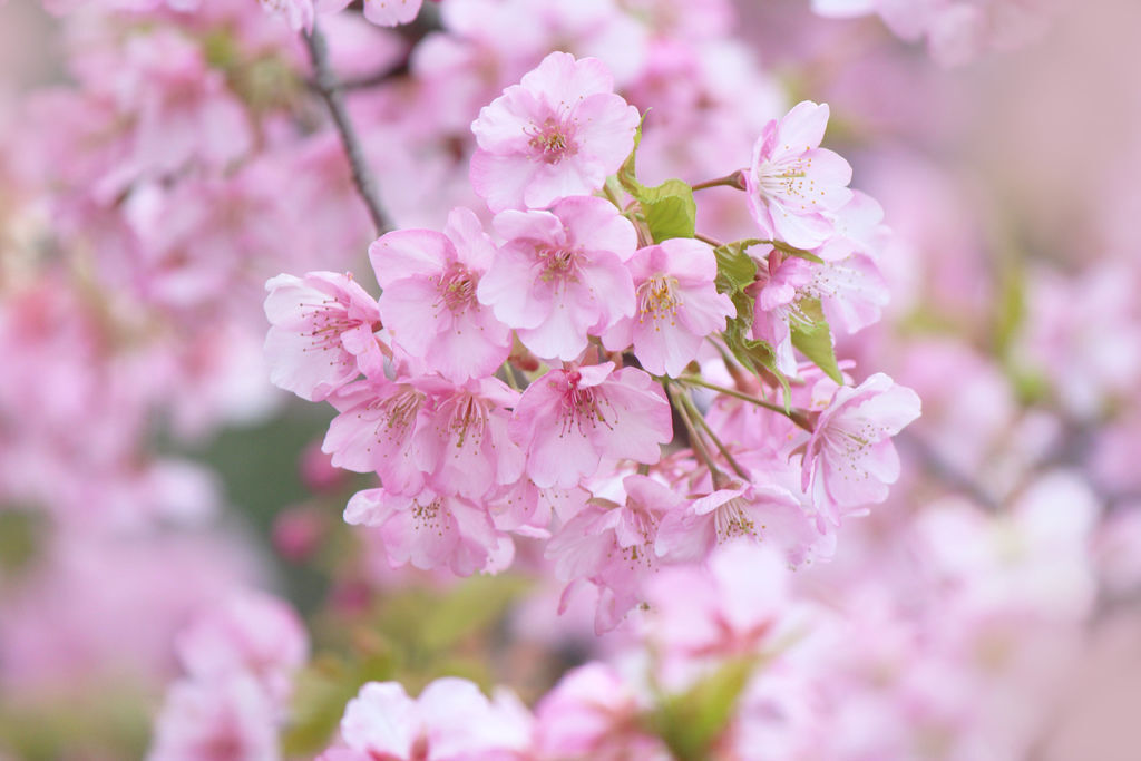 河津桜3.jpg