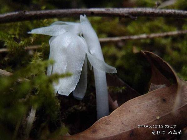 水晶蘭