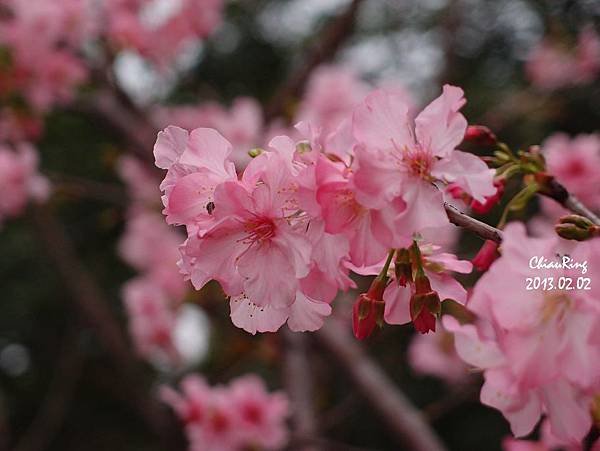 20130202玻工館櫻花