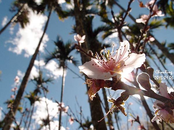 20130106柳家梅園桃花