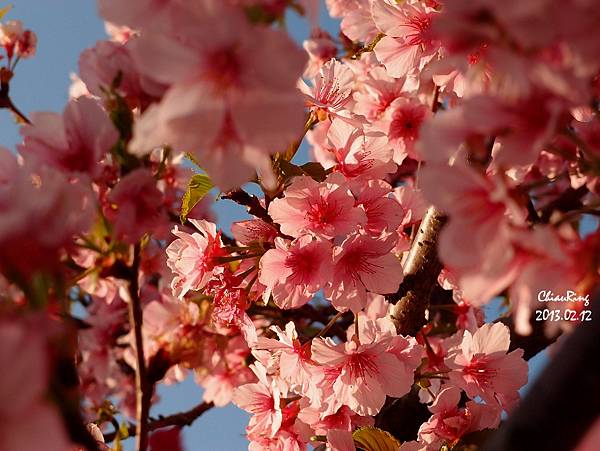 20130212芬園櫻花