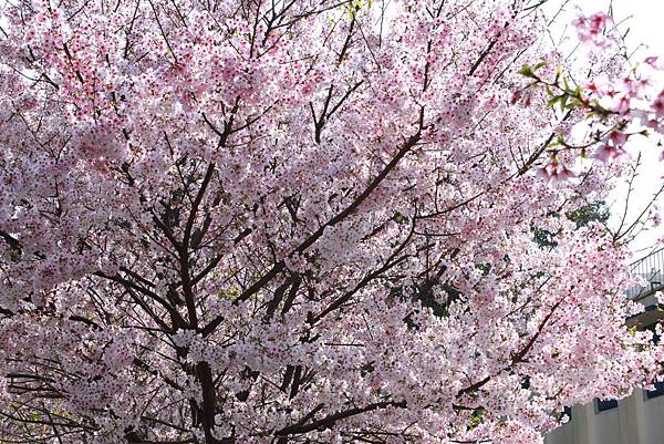IMG_3524 IMG_3524