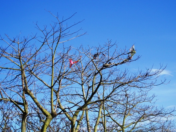 風箏找到棲所與同伴
