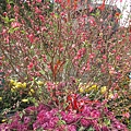 IMG_6560.jpg