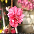 IMG_6561.jpg