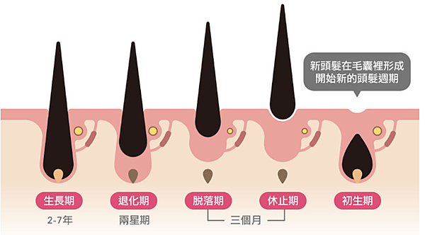 【脫髮】保康絲副作用一覽、服用多久見效？