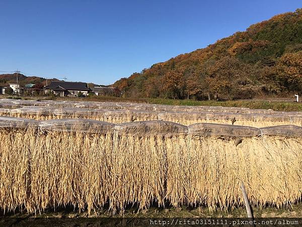 20161116。袋田の滝_170826_0007.jpg